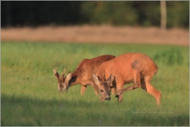 <p>SRNEC OBECNÝ (Capreolus capreolus) Šluknovsko - okolí Rumburku, 9/2016   /European roe deer - Reh/</p>